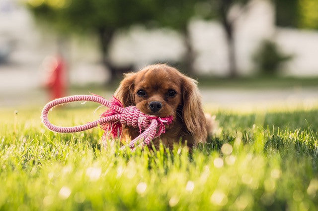 dog with toy