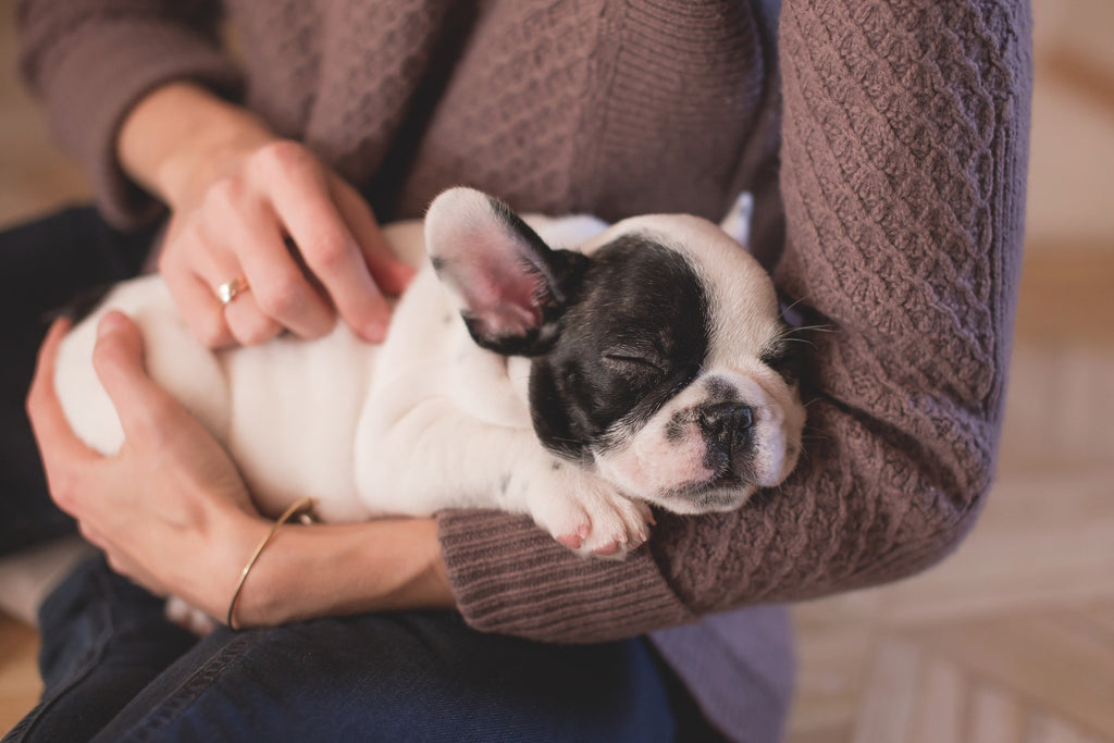 puppy in arms