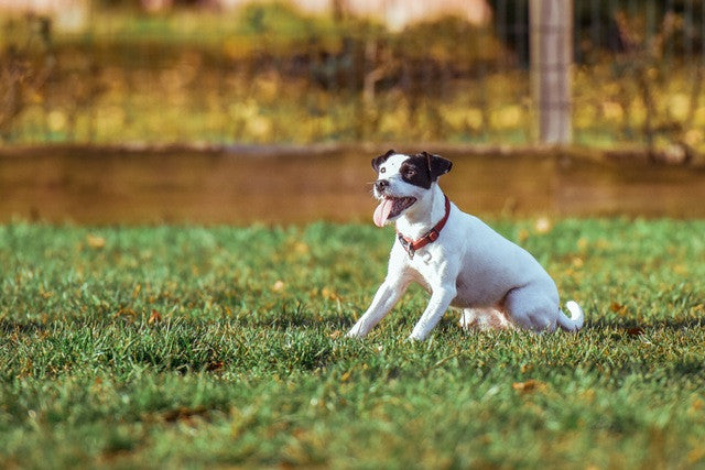 happy jack russell dog