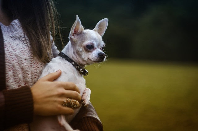 little dog being held by owner