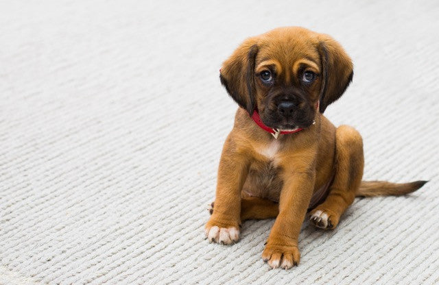 The 15 Most Important Questions To Ask Your Puppy Breeder | Snoozer Dog  Blog - Snoozer Uk