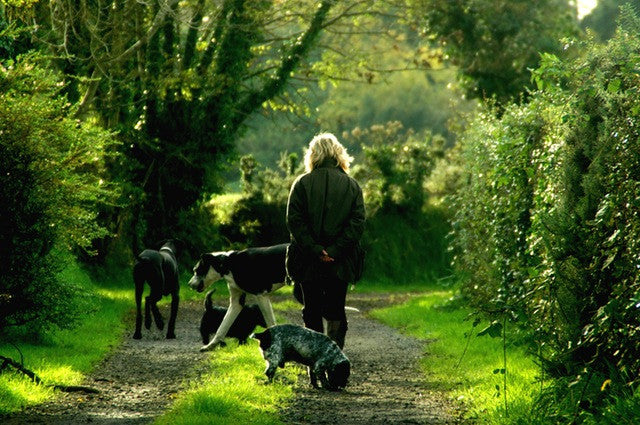 woman walking with dogs