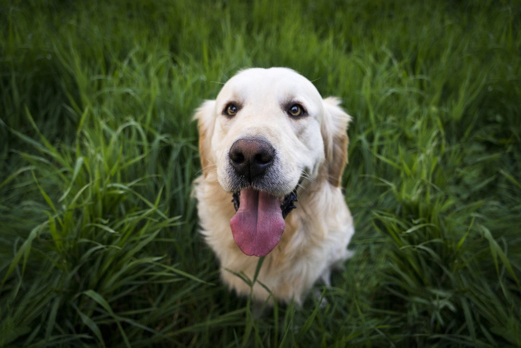 golden retriever looking up