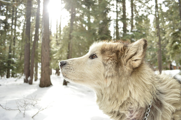 husky in the woods