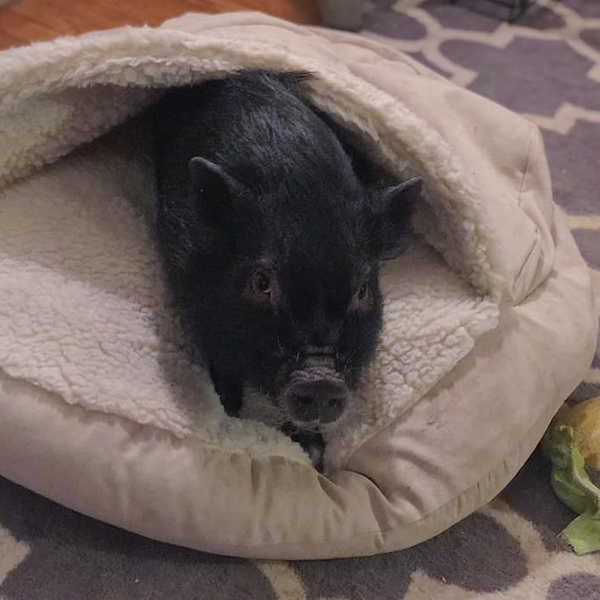 Snoozer Cozy Cave Dog Bed