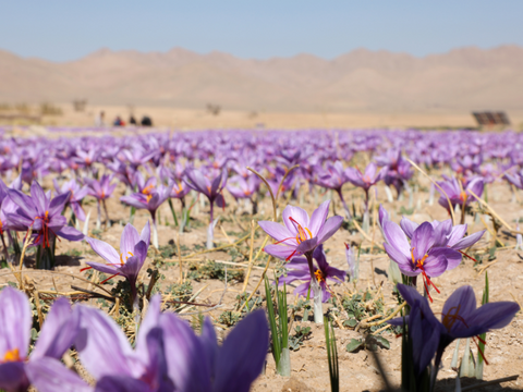 field of rumi spice saffron flowers outside Herat