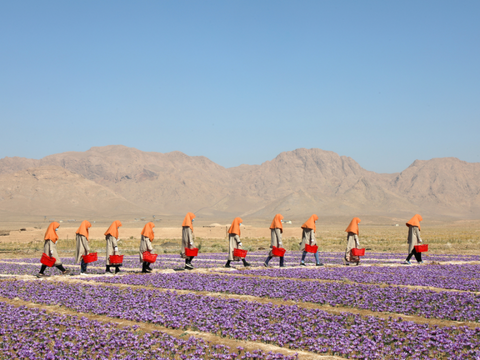 women working in saffron fields outside Herat