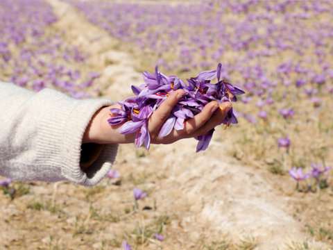 holding rumi spice saffron flowers in hand