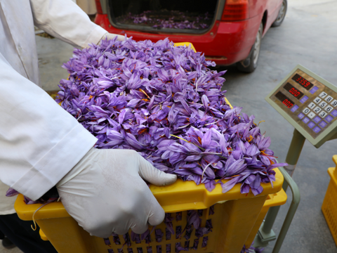 basket of saffron flowers outside processing center in Herat