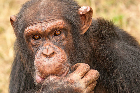 jane goodall chimpanzees