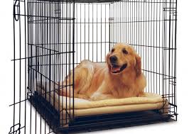 dog crate and bed