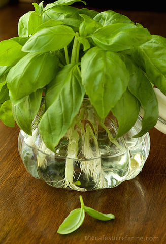 propagate-basil-home