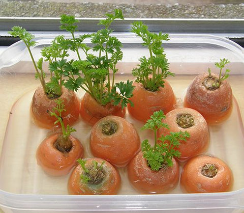 grow-carrot-tops-home