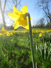 Easter in the park with yellow daffodils