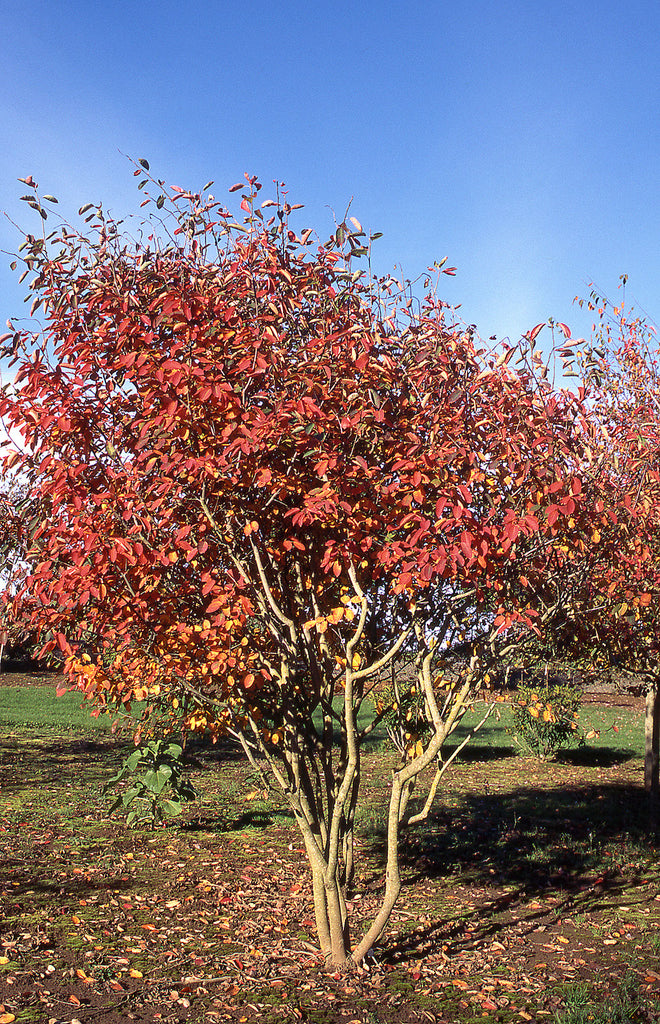 Serviceberry Autumn Brilliance Tree Form for sale | Shop Stuart's