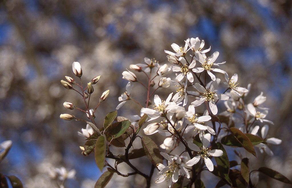 serviceberry autumn brilliance fruit taste