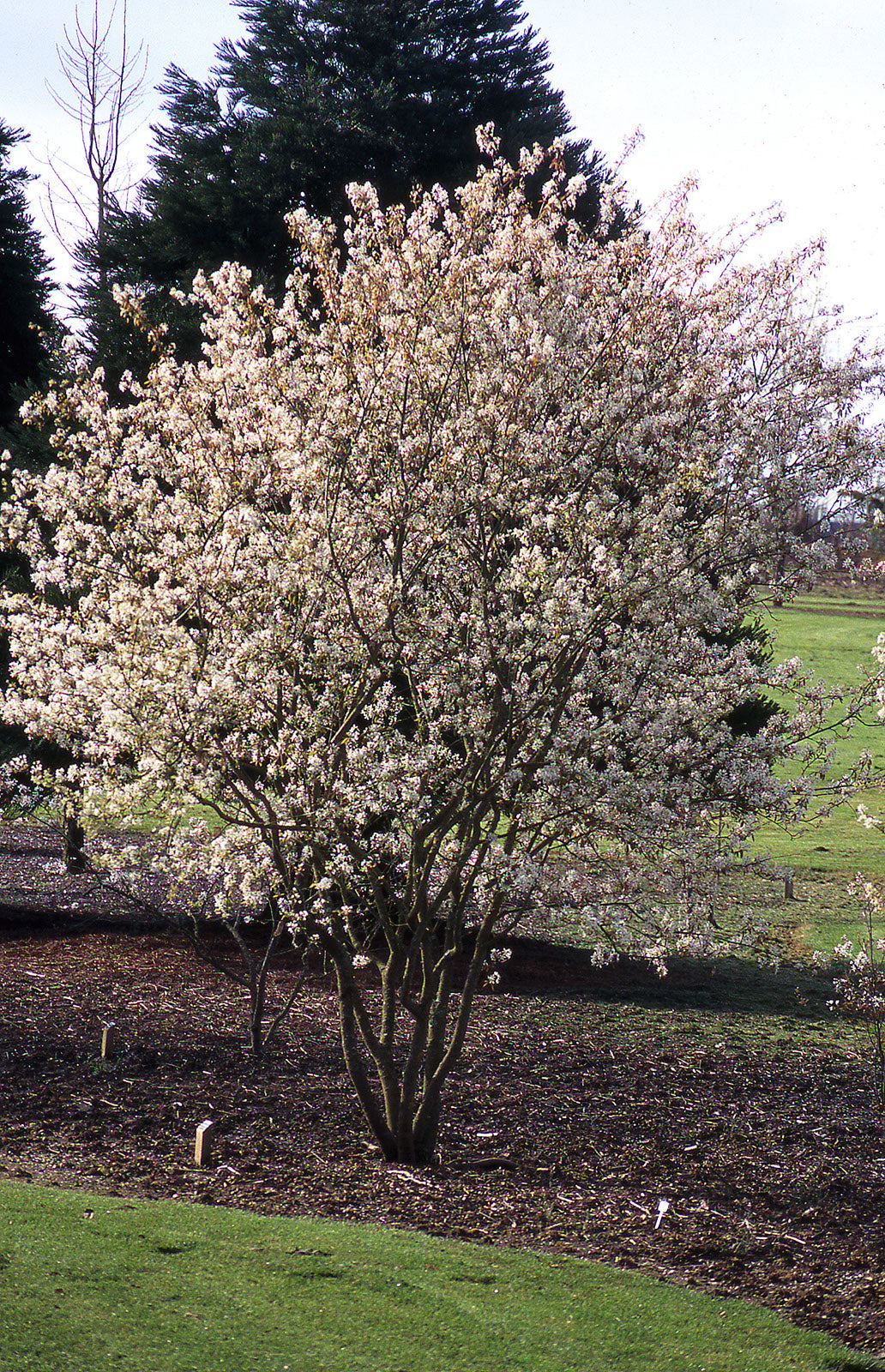 Serviceberry Autumn Brilliance Tree Form for sale | Shop Stuart's