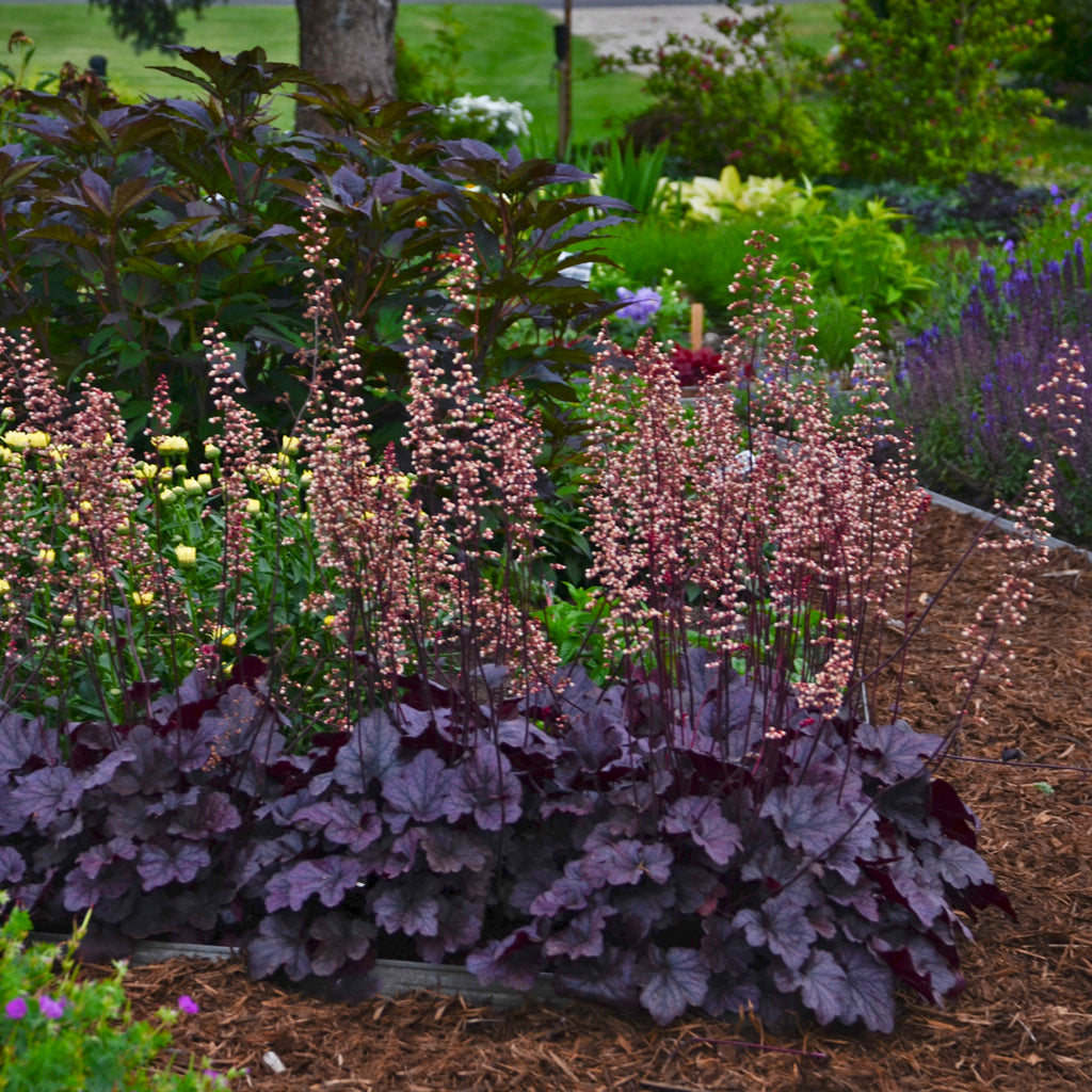 coral bells in landscaping