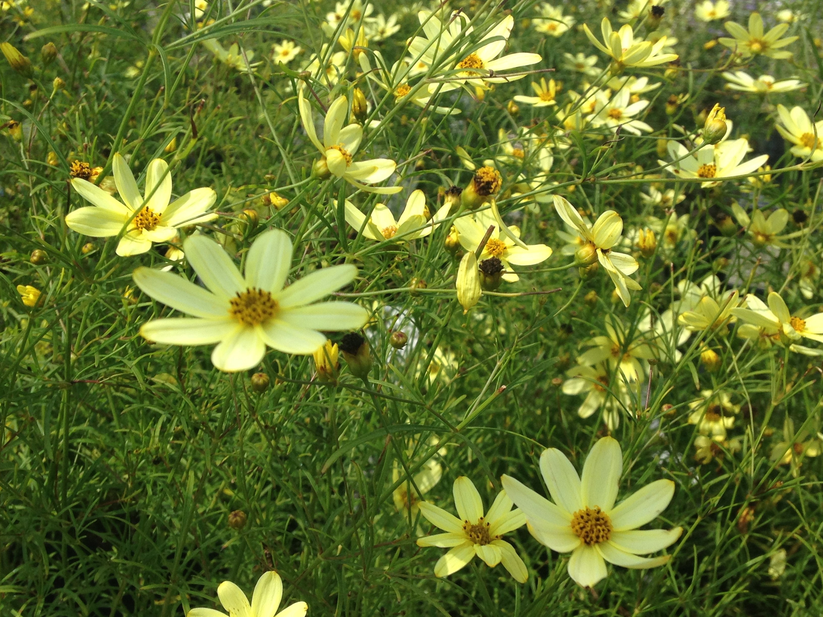 Coreopsis 'Moonbeam' for sale | Shop Stuart's – Stuart's Landscaping