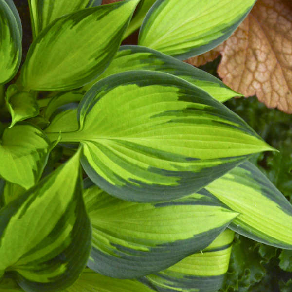 Hosta 'June Spirit' for sale | Shop Stuart's – Stuart's Landscaping