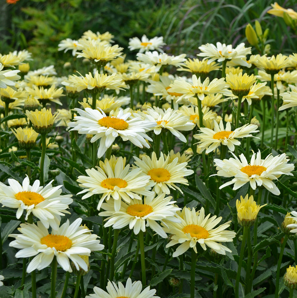 Leucanthemum Shasta Daisy Banana Cream For Sale Stuarts Landscaping And Garden Center Inc 