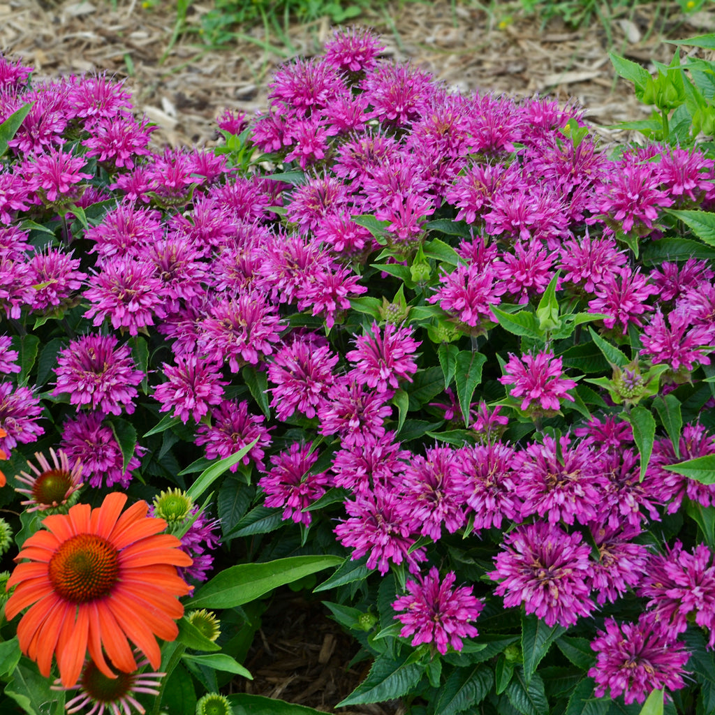 Монарда двойчатая Monarda Didyma