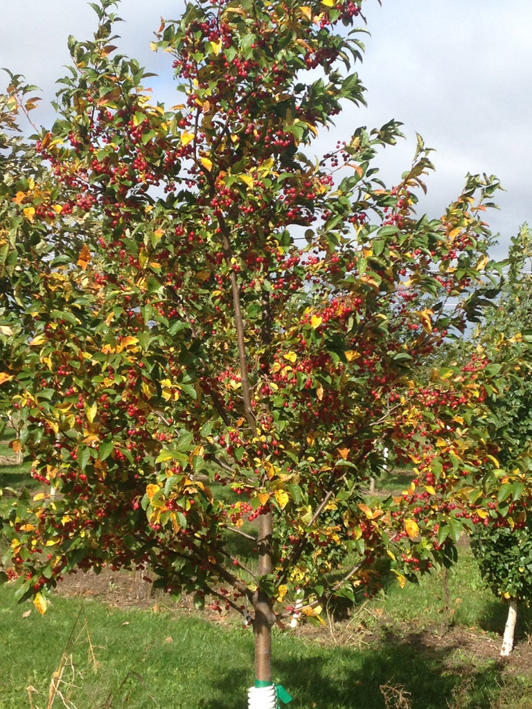 Crabapple Pink Sparkles For Sale Shop Stuarts Stuarts Landscaping