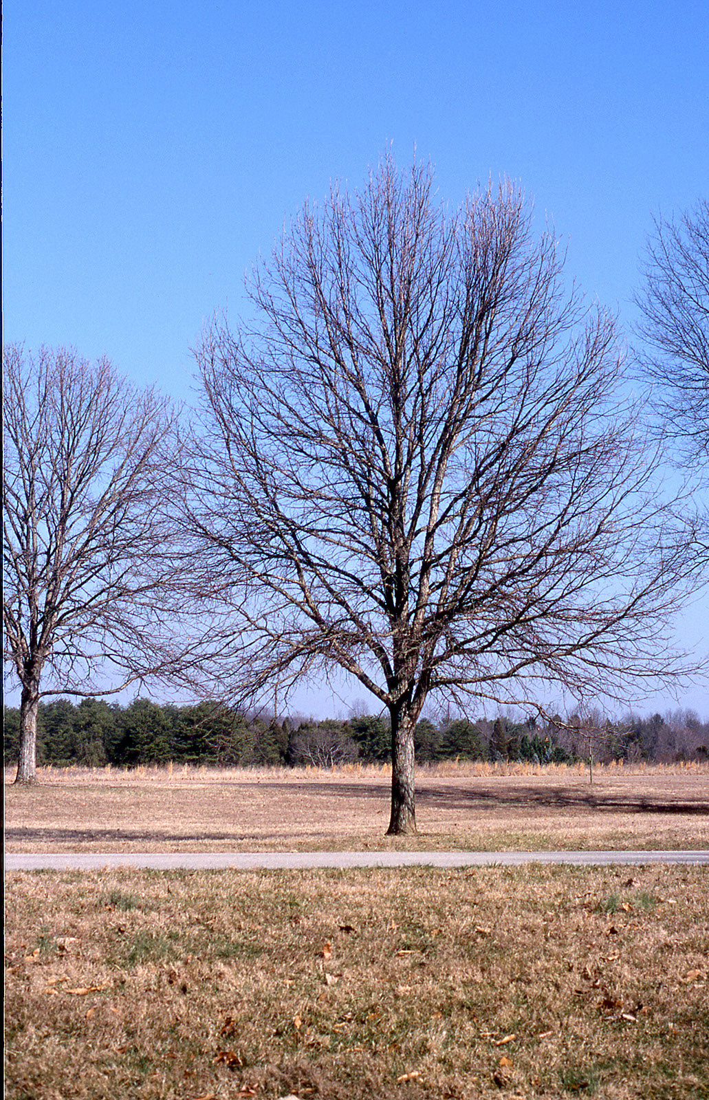 Oak Swamp White for sale | Shop Stuart's – Stuart's Landscaping