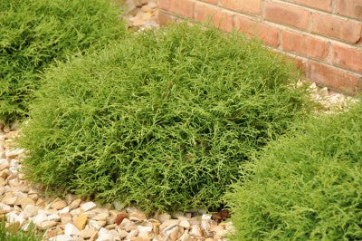 Arborvitae Mr. Bowling Ball photo courtesy of Bailey Nurseries