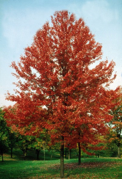 autumn blaze maple leaves turning red early