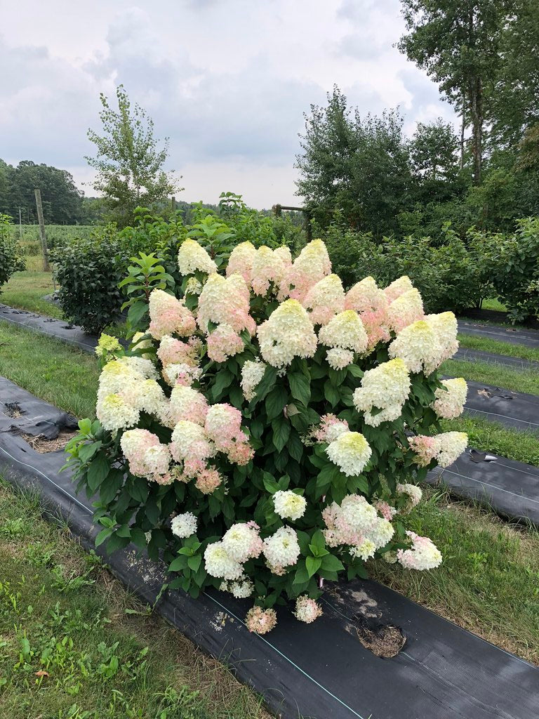 quickfire fab hydrangea