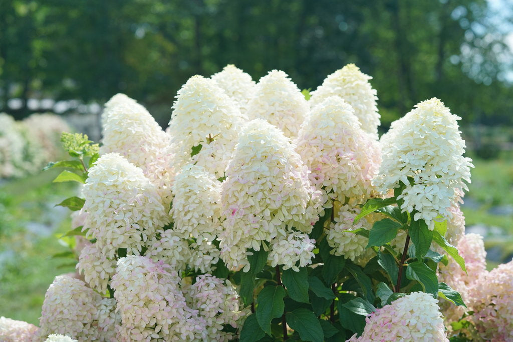 hydrangea quick quotes chalk