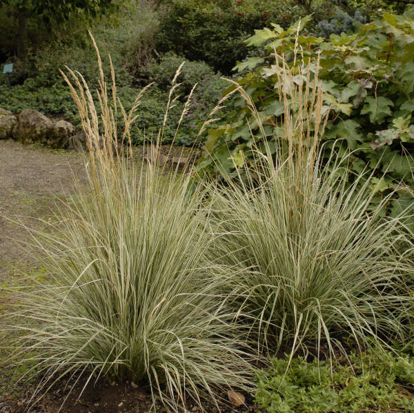 Grass Avalanche Feather Reed For Sale Shop Stuarts Stuarts Landscaping And Garden Center Inc