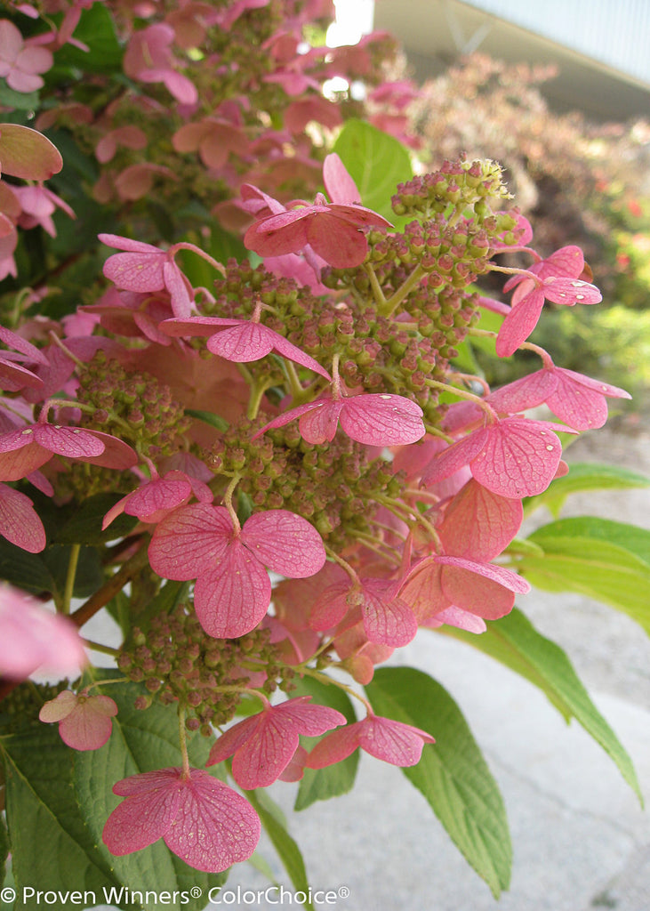 quick-fire-hydrangea-tree-form-wasconursery