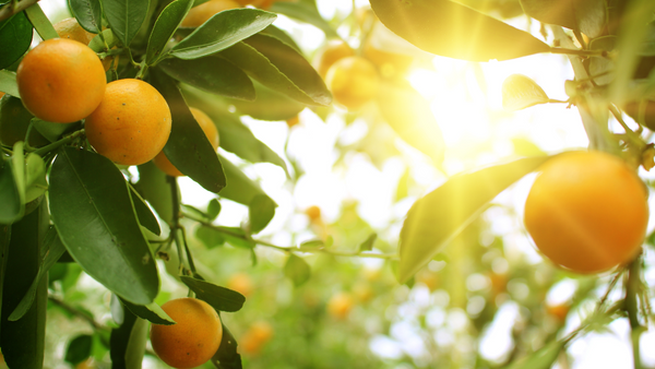 Sun shines through branches laden with ripe oranges