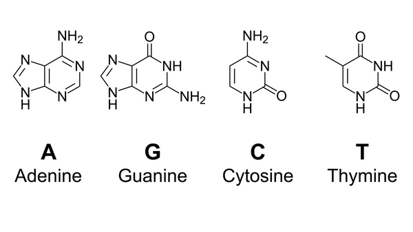 Cấu trúc cơ sở DNA