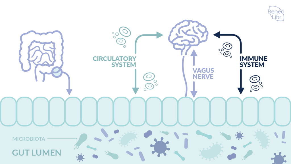 The microbiome gut-brain axis has three main routes