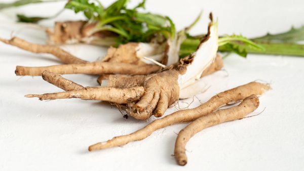 Chicory root