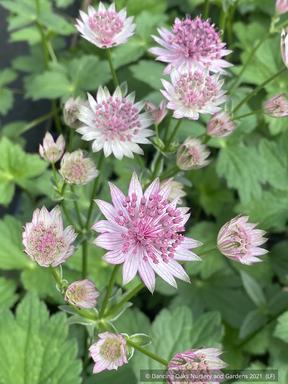 Tanakaea radicans, Japanese Foam Flower – Dancing Oaks Nursery and Gardens