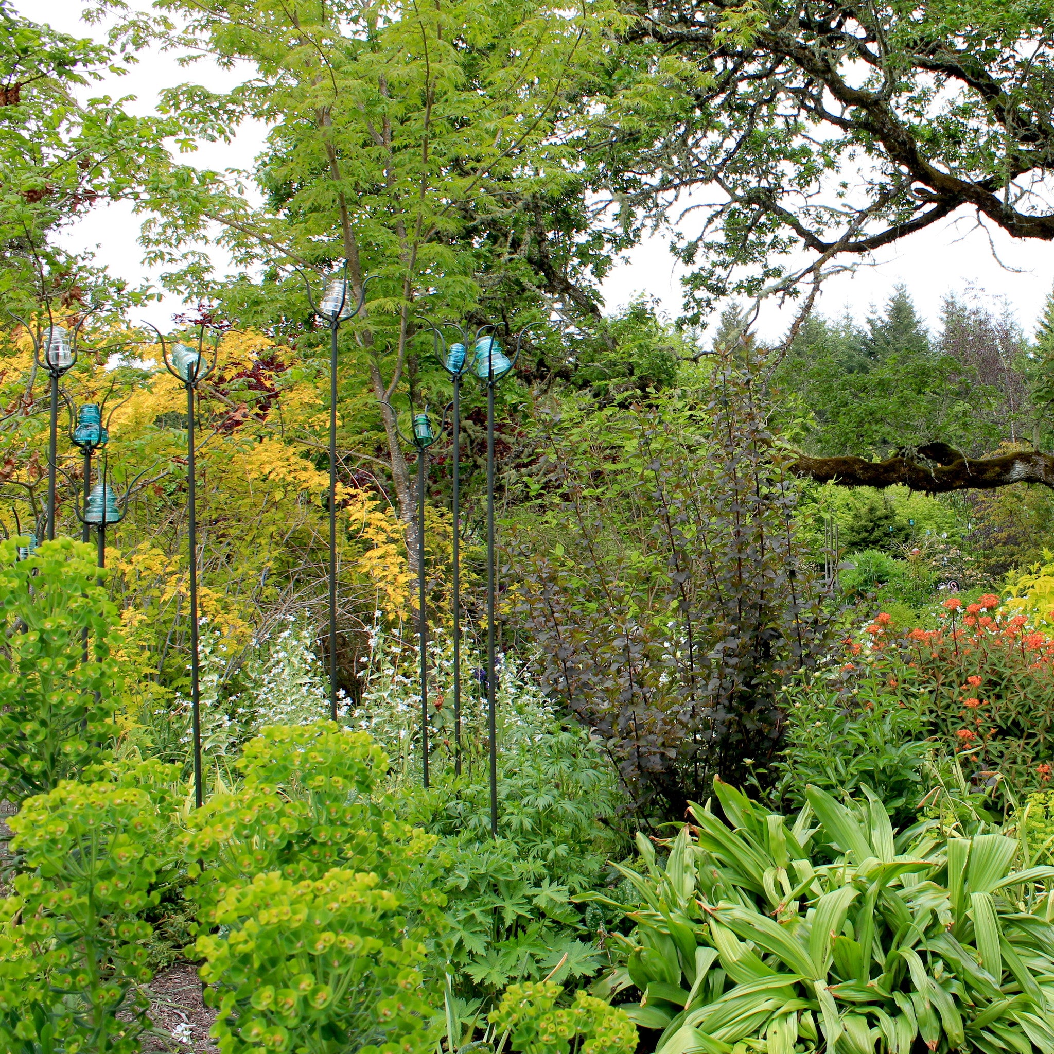 Tanakaea radicans, Japanese Foam Flower – Dancing Oaks Nursery and Gardens