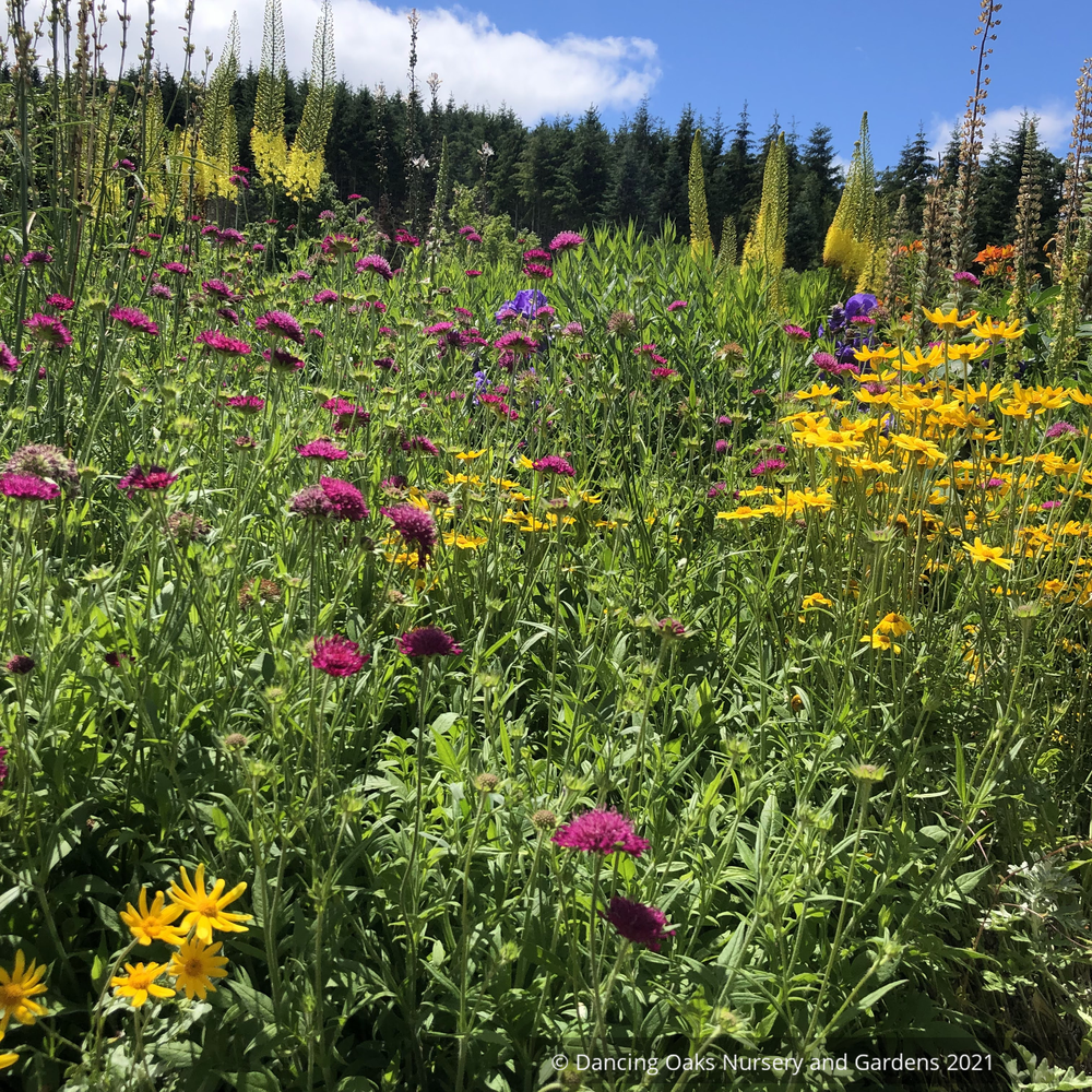 Tanakaea radicans, Japanese Foam Flower – Dancing Oaks Nursery and Gardens