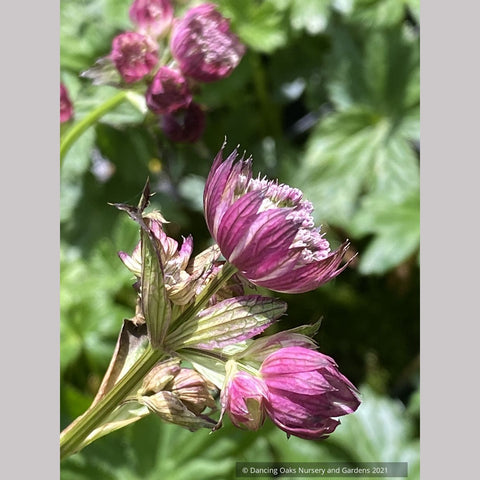  ~ Astrantia major 'Abbey Road', Great Masterwort ~ Dancing Oaks Nursery and Gardens ~ Retail Nursery ~ Mail Order Nursery