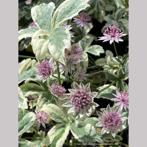  ~ Astrantia major 'Vanilla Gorilla' PPAF, Masterwort ~ Dancing Oaks Nursery and Gardens ~ Retail Nursery ~ Mail Order Nursery