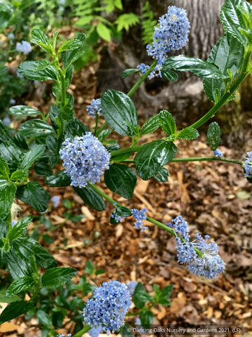  ~ Ceanothus thyrsiflorus 'Umpqua Sky', California Lilac ~ Dancing Oaks Nursery and Gardens ~ Retail Nursery ~ Mail Order Nursery