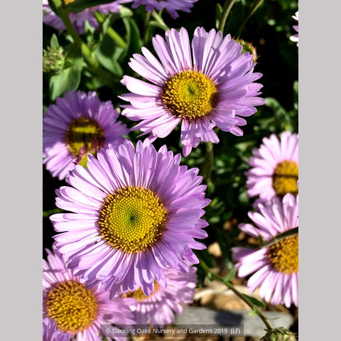  ~ Erigeron 'W. R.', Fleabane ~ Dancing Oaks Nursery and Gardens ~ Retail Nursery ~ Mail Order Nursery