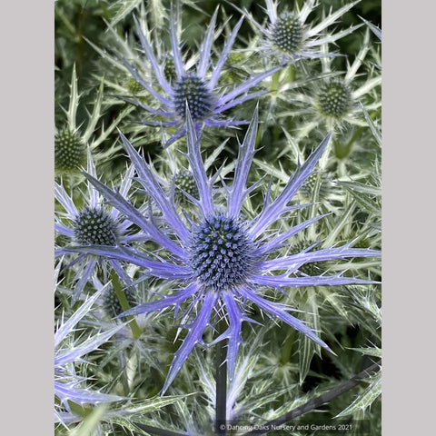  ~ Eryngium 'Big Blue' PP20636, Sea Holly ~ Dancing Oaks Nursery and Gardens ~ Retail Nursery ~ Mail Order Nursery