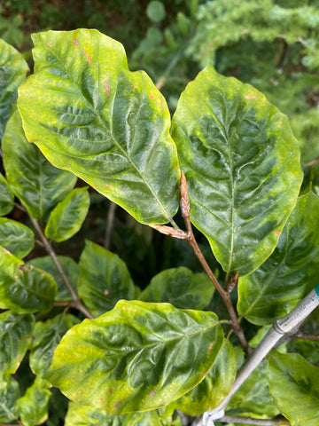  ~ Fagus sylvatica 'Bicolor Sartini', Variegated European Beech ~ Dancing Oaks Nursery and Gardens ~ Retail Nursery ~ Mail Order Nursery