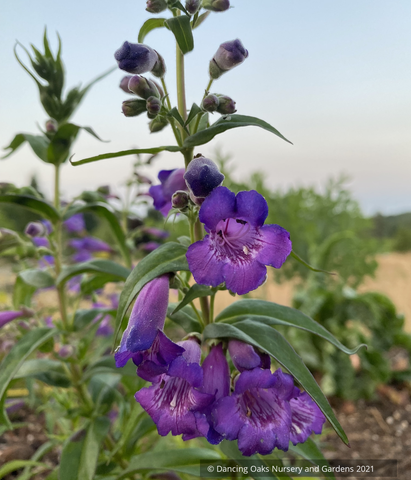  ~ Penstemon 'Blue Midnight', Beard Tongue ~ Dancing Oaks Nursery and Gardens ~ Retail Nursery ~ Mail Order Nursery