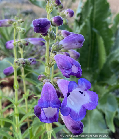  ~ Penstemon 'Pensham Czar' ~ Dancing Oaks Nursery and Gardens ~ Retail Nursery ~ Mail Order Nursery