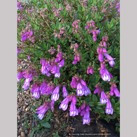  ~ Penstemon cardwellii x rupicola, Cliff Beard Tongue ~ Dancing Oaks Nursery and Gardens ~ Retail Nursery ~ Mail Order Nursery